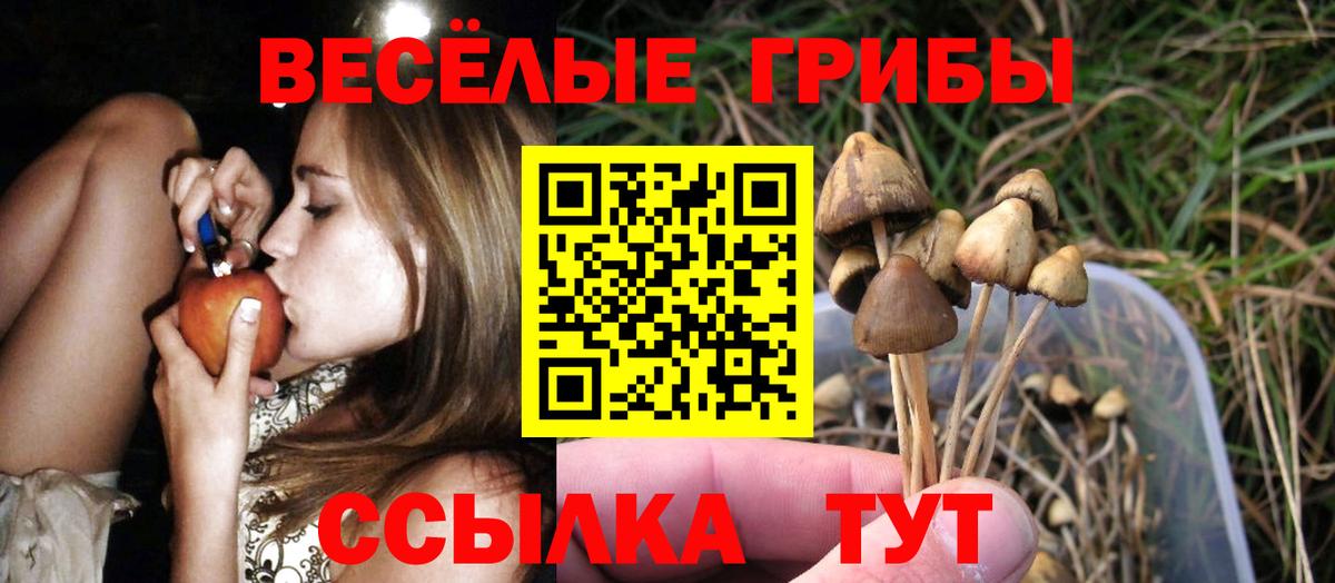 Псилоцибиновые грибы Psilocybe Ирбит